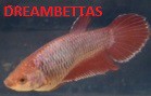 Betta HEmbra Halfmoon - Plakat